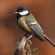 Great Tit